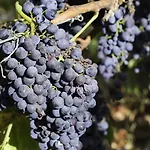Baglio Oneto Dei Principi Di San Lorenzo - Luxury Wine Hotel