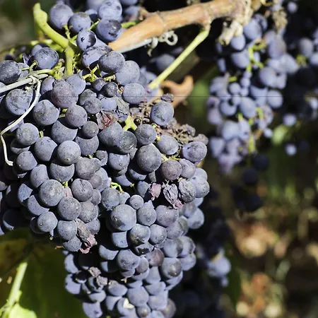 Baglio Oneto Dei Principi Di San Lorenzo - Luxury Wine ホテル