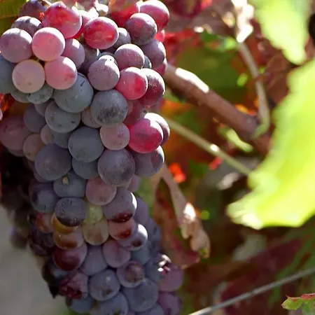מלון Baglio Oneto Dei Principi Di San Lorenzo - Luxury Wine 5*